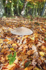 Close up photo of parasol mushroom in a forest, selective focus.