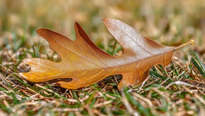An autumn nature background with oak leaves and dry grass in the fall season