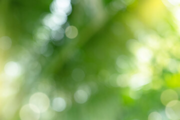 Obraz premium Blurry natural green leaves bokeh with sunlight background for Spring product banner design,Green bokeh on nature abstract blurred with copy space for Environment ecology or Easter background.