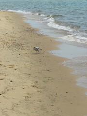 Single Lone Seagull on Sandy Beach Spotted with Stones along Coast of Lake Michigan with Incoming White Wave on Sunny Day