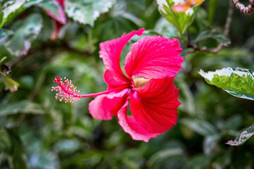 Red Hibiscus flower in a garden, close-up