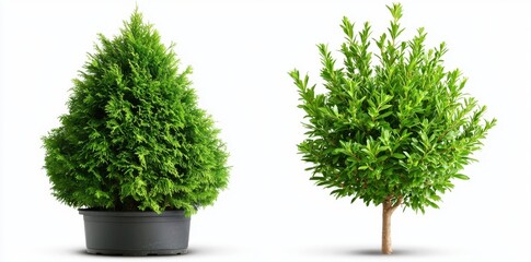 Fototapeta premium Isolated shrub bushes in two variations, best for landscape design and post-production renderings.