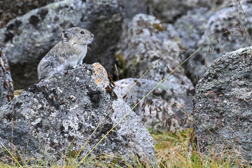 A fluffy Collared Pika (Ochotona collaris) surveys its territory in Alaska's rugged Talkeetna Range.