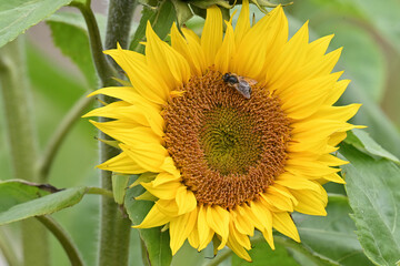 Honey bee on a sunflower blossom.