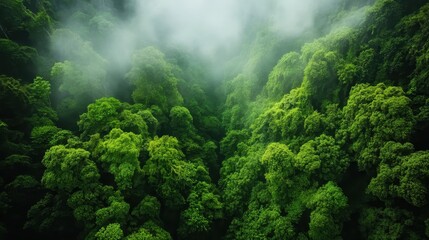 Dense green forest with mist rising into the air, creating a lush canopy scene that captivates the viewer with its serene beauty and sense of mystery.