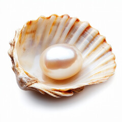 Pearl In Shell Isolated