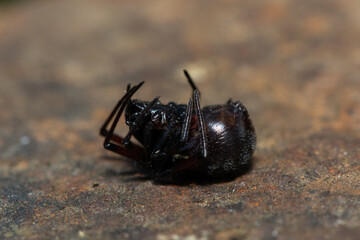 False button spider (Steatoda sp.), also known as a black cobweb spider, brown house spider or cupboard spider