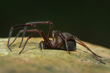 A Hackled mesh-web spider (Themacrys sp), a Phyxelidid Spider from the family Phyxelididae