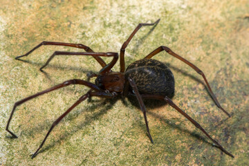 A Hackled mesh-web spider (Themacrys sp), a Phyxelidid Spider from the family Phyxelididae
