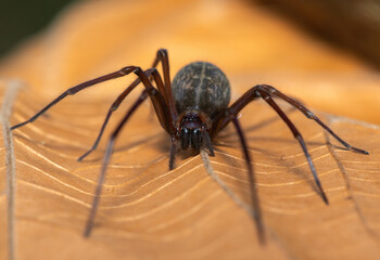 A Hackled mesh-web spider (Themacrys sp), a Phyxelidid Spider from the family Phyxelididae