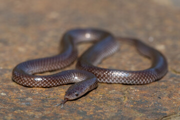 A cute Common Wolf Snake (Lycophidion capense)	in the wild