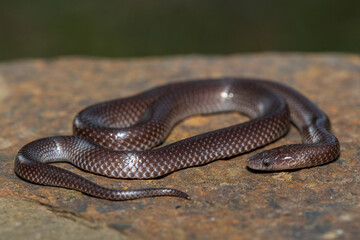 A cute Common Wolf Snake (Lycophidion capense)	in the wild