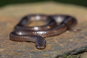 Fototapeta premium A cute Common Wolf Snake (Lycophidion capense) in the wild