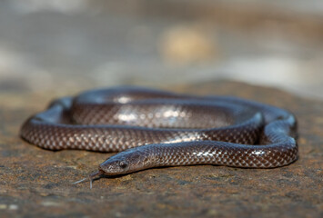 Obraz premium A cute Common Wolf Snake (Lycophidion capense) in the wild