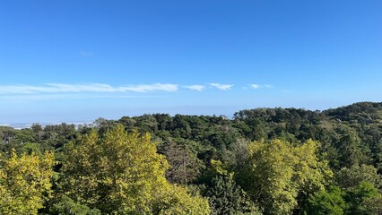 forest in the mountains