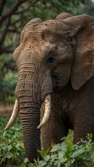 Obraz premium African elephant peacefully eating fresh leaves.