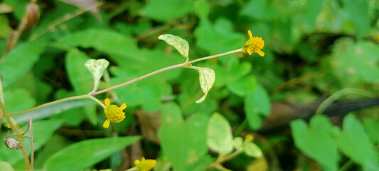 Fototapeta premium yellow flower with leaves