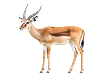 a brown and white animal with horns