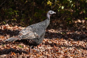 Wild Turkey Hen - Massachusetts
