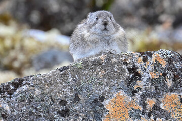 A fluffy Collared Pika (Ochotona collaris) surveys its territory in Alaska's rugged Talkeetna Range.