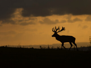Red deer, Cervus elaphus