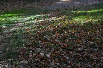 autumn ground with leaves and grass 
