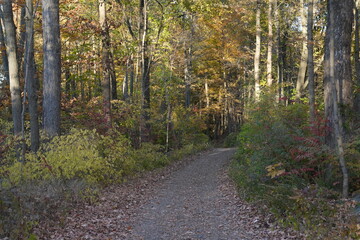 path in autumn forest