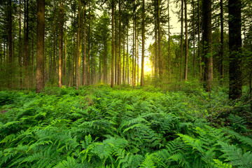 Landscape Drents Spruce forest Gasselterveld forestry Gieten-Borger during sunrise with warm light and underplanting of Bracken, Pteridium aquilinum and Foxglove, Digitalis purpurea