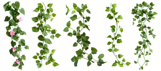 Green vine leaves in different arrangements isolated on transparent background, PNG