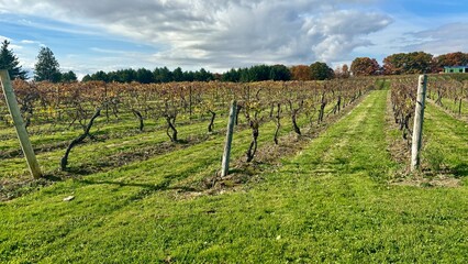 Naklejka premium vineyard in autumn