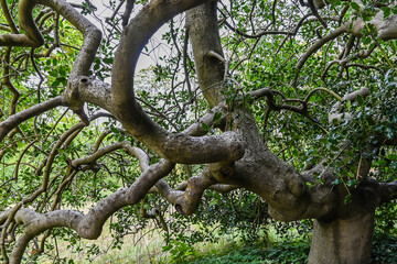 Hampton Court Palace old big tree with a very large, majestic, gigantic trunk and long curved...