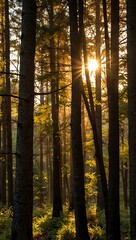 Obraz premium Golden sunset light filtering through tall trees