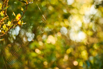 green leaves background and sunlight in the morning