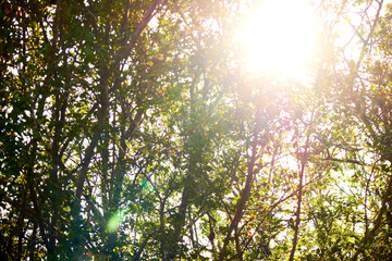 green leaves background and sunlight in the morning