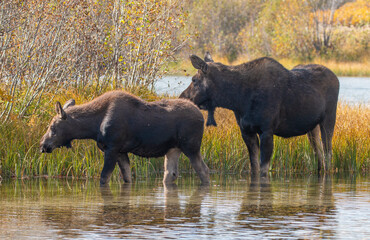 Fototapeta premium Cow and Calf Moose in Grand Teton National Park Wyoming in Autumn