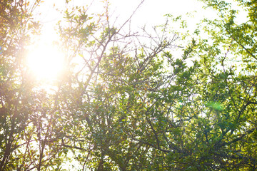 green leaves background and sunlight in the morning