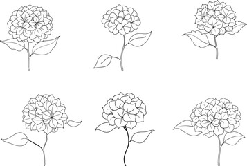 Set of Stunning Line Art of Hydrangea Flowers
