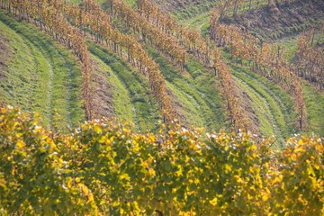 Field of grape