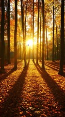 Fototapeta premium Middle of the Forest, Lush Trees, Dry Leaves on the Ground and Sunset, Abstract Image, Texture, Pattern Background, Wallpaper, Cover and Screen of Smartphone, PC, Laptop, 9:16 and 16:9 Format