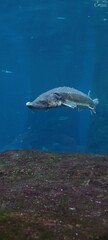 Fototapeta premium profile of a fish