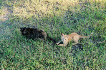 Orange kitten playing with tail of mom cat with tortoise shell pattern in yard.