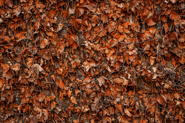 a texture of dry autumn leaves covers a concrete wall