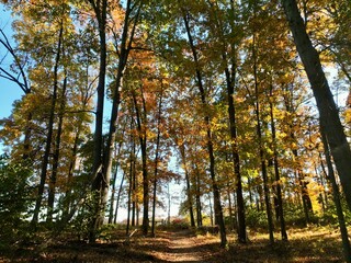 Obraz premium autumn in the forest