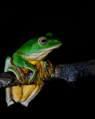 Malabar Gliding Frog