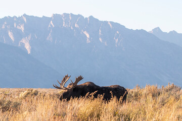 Bull Moose During the Rut in Autumn in Grand Teton National Park Wyoming