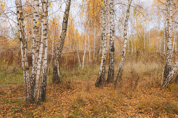 A view of an autumn birch forest with trees covered with yellow leaves. A sunny light penetrates the hills, adding a warm tint to the landscape.