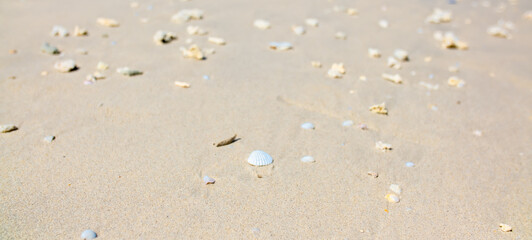 Corals on the sand on the seashore. Seascape background, sandy shore with corals and shells.