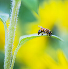 A bee collects honey in a sunflower farm