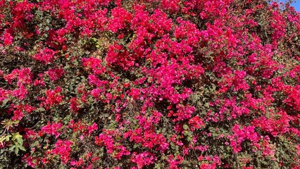 Vibrant magenta bougainvillea flowers full bloom against a backdrop of lush green foliage, The dense clusters of blossoms create a striking contrast