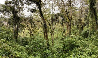 UGA_Rainforest_2022_RET_IMG0747.jpeg